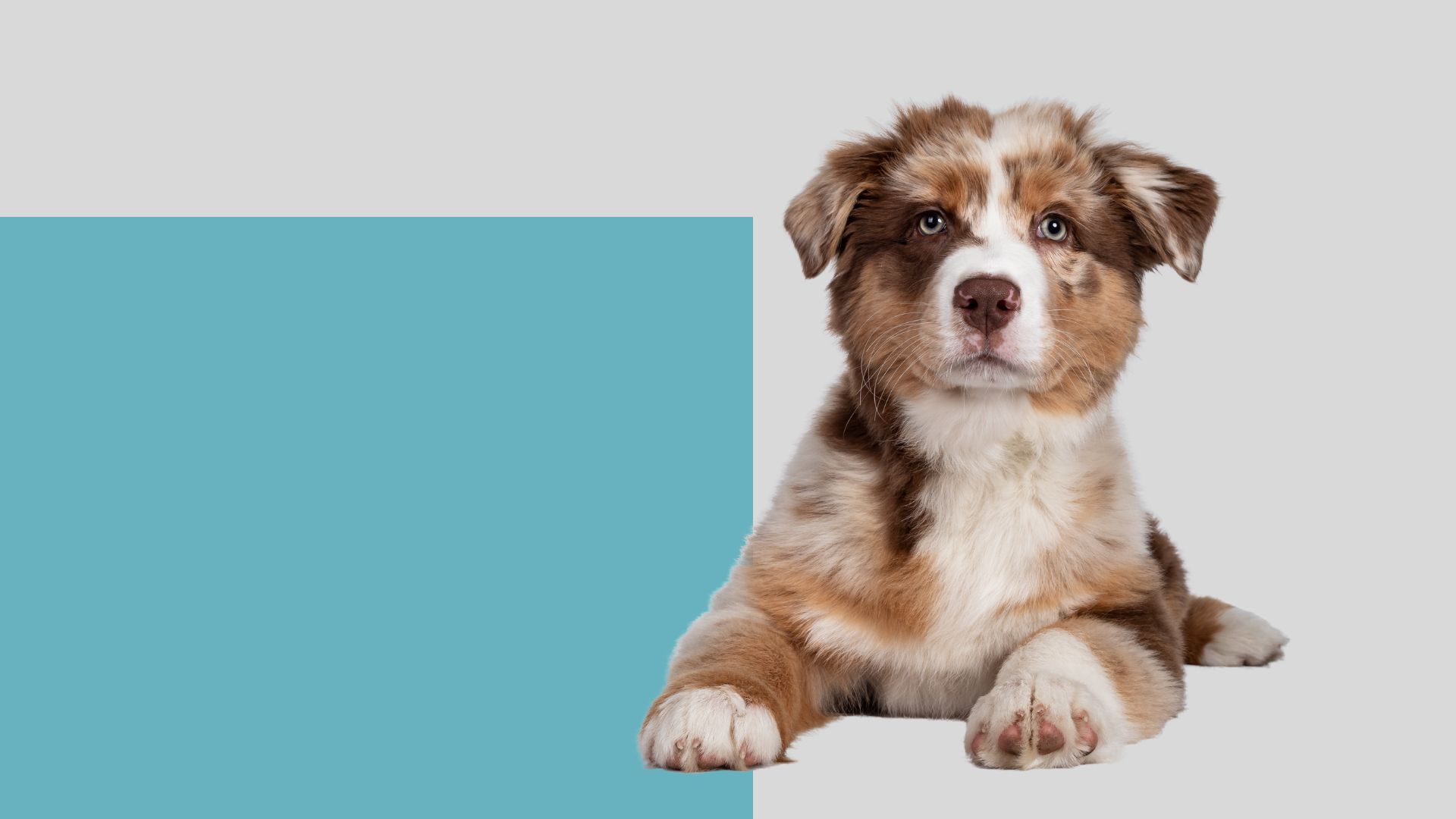 Pet Information In Mountlake Terrace , WA Brier Veterinary Hospital