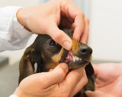 Pet Dentistry Section Image
