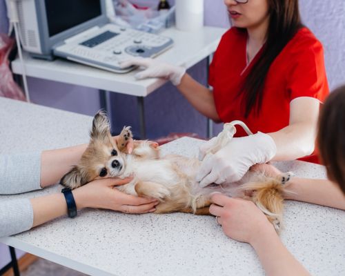 vet doing dog ultrasound