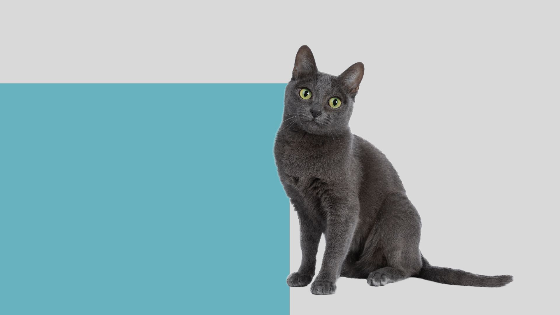 Pet Soft Tissue Surgery In Mountlake Terrace, WA Brier Veterinary