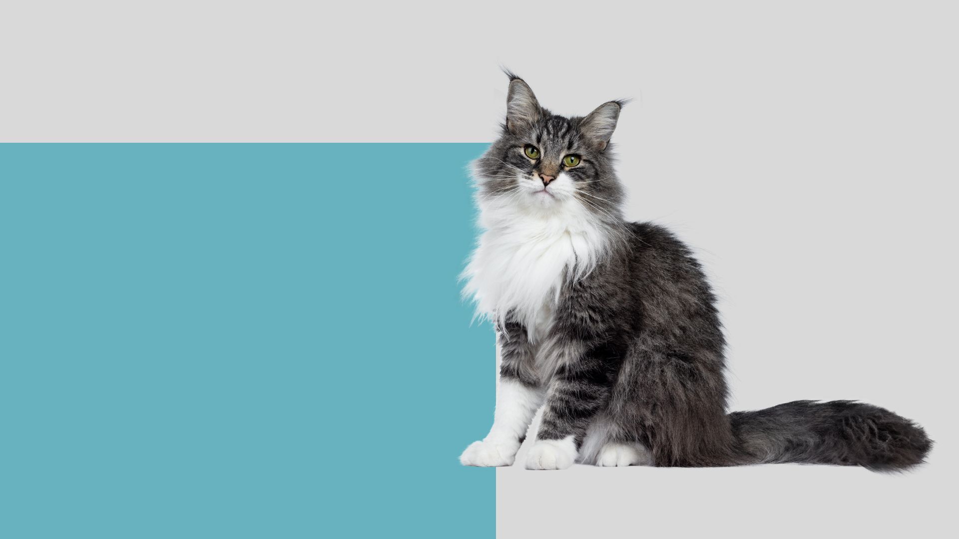 Pet Spay & Neuter In Mountlake Terrace WA Brier Veterinary