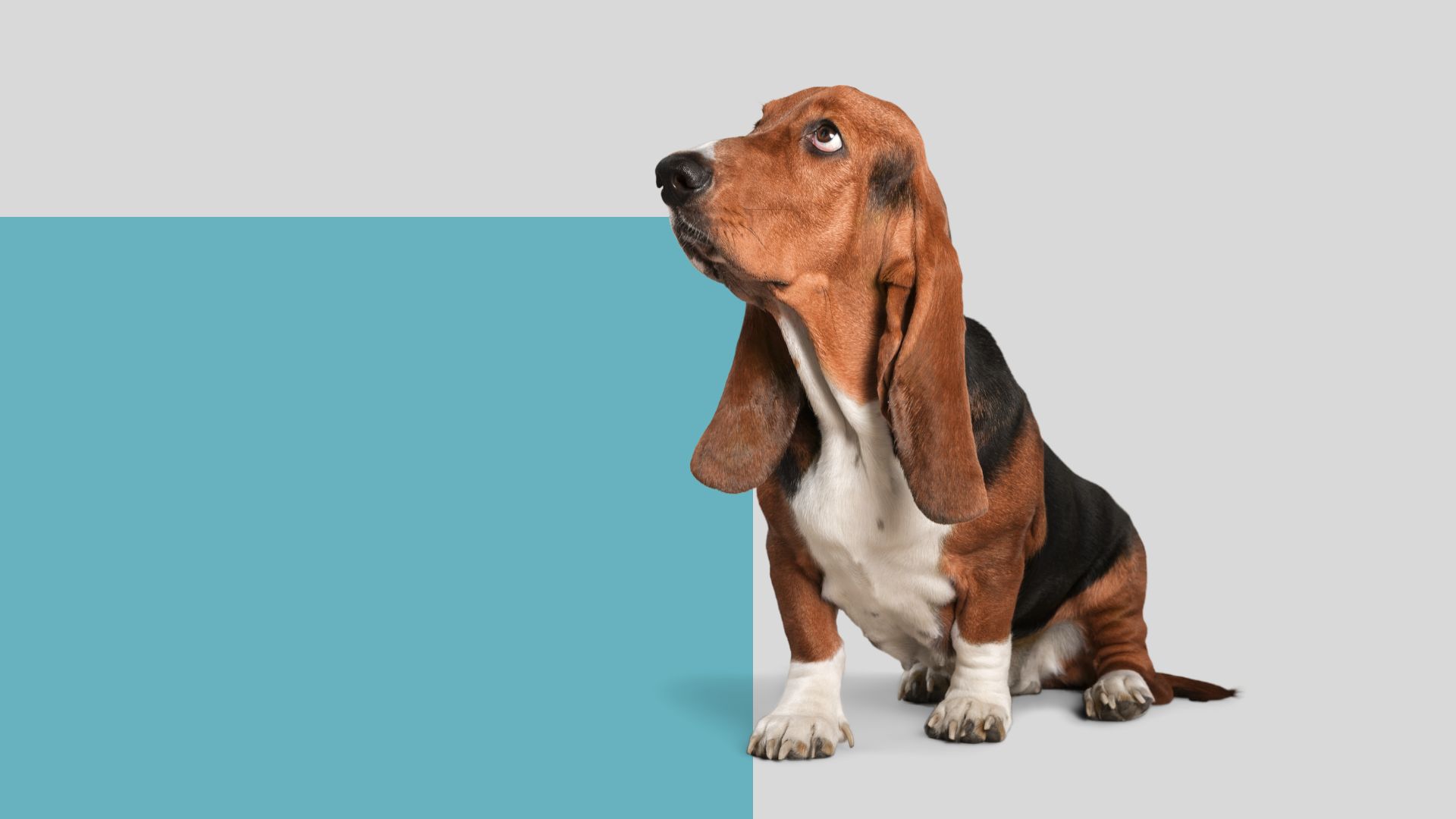 Pet Wellness And Preventative Care In Mountlake Terrace , WA Brier