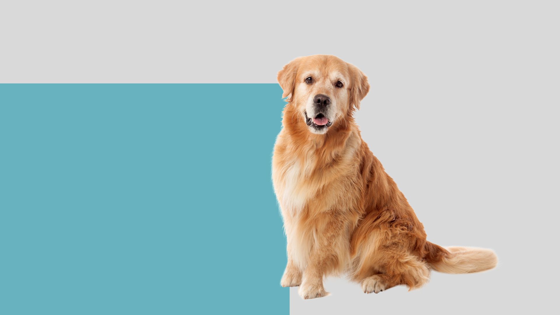 Mountlake Terrace, WA Veterinary Services Brier Veterinary Hospital