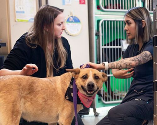 Brier Veterinary Hospital team with dog