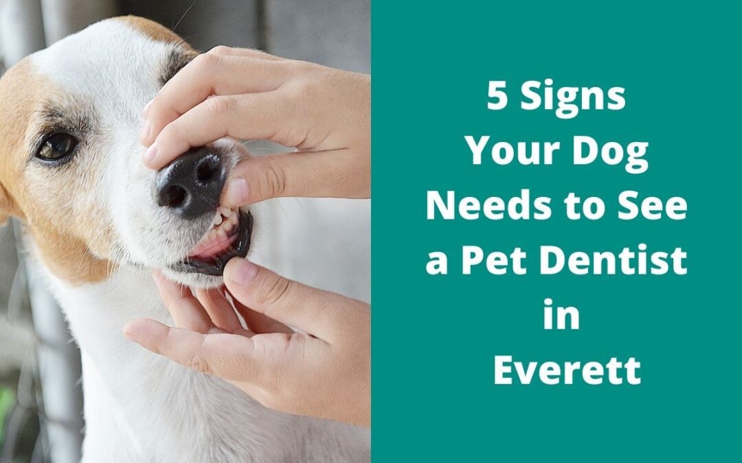 5 Signs Your Dog Needs to See a Pet Dentist in Everett Image