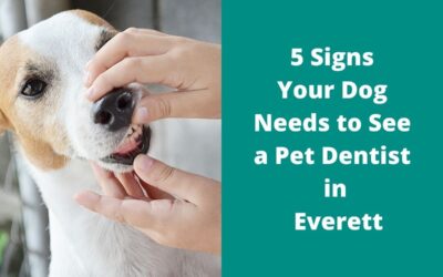 5 Signs Your Dog Needs to See a Pet Dentist in Everett