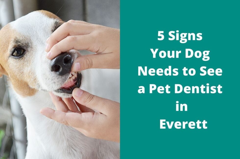 5-signs-your-dog-needs-to-see-a-pet-dentist-in-everett-brier