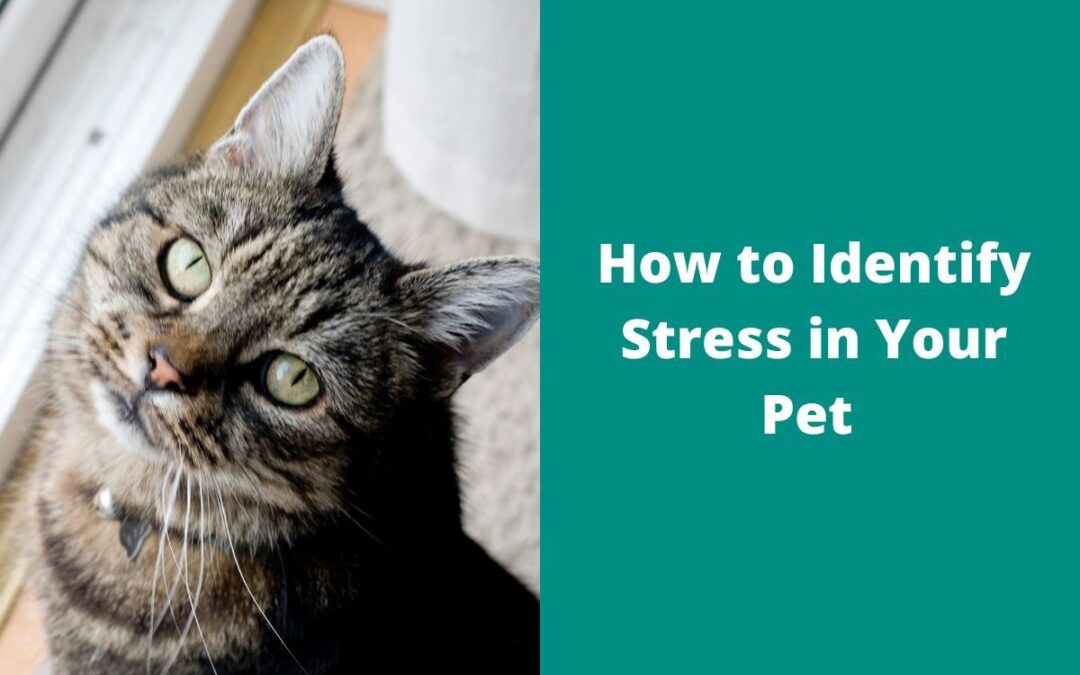 How to Identify Stress in Your Pet Image