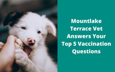 Mountlake Terrace Vet Answers Your Top 5 Vaccination Questions