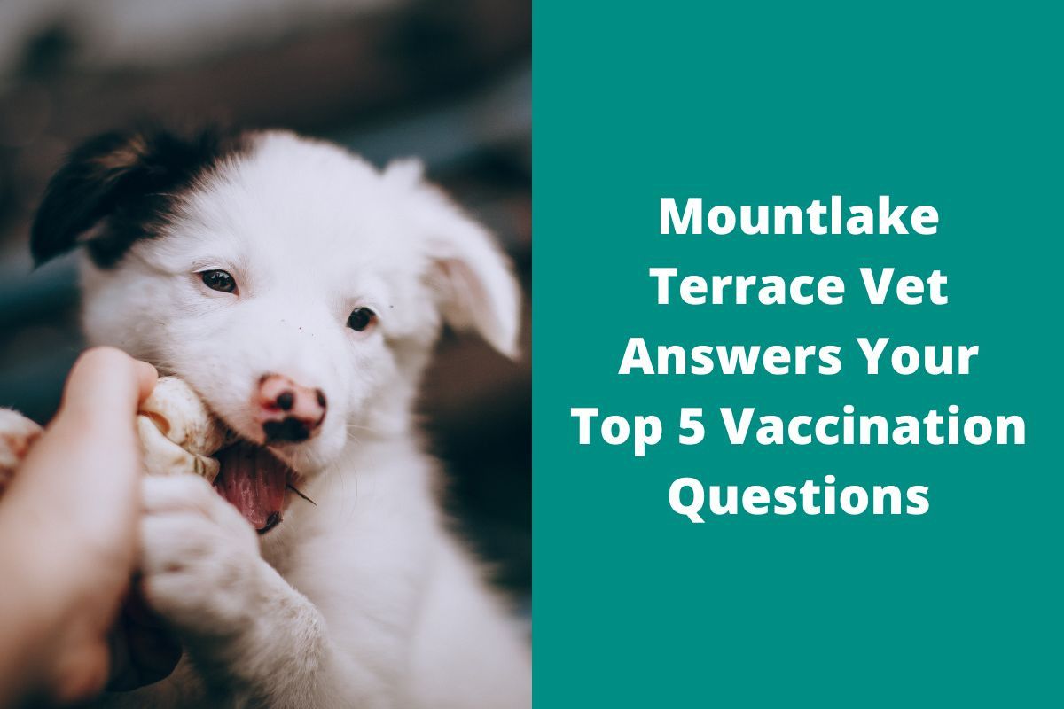Mountlake Terrace Vet Answers Your Top 5 Vaccination Questions Brier