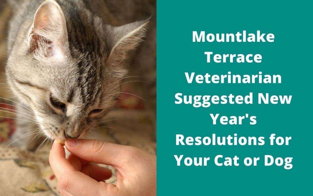 Mountlake Terrace Veterinarian Suggested New Year's Resolutions for Your Cat or Dog Image