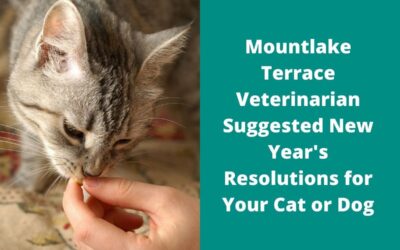 Mountlake Terrace Veterinarian Suggested New Year’s Resolutions for Your Cat or Dog