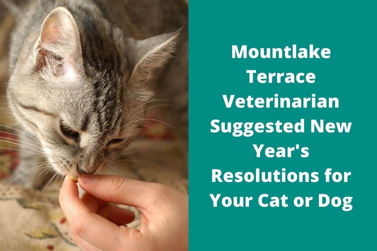 Mountlake Terrace Veterinarian Suggested New Year's Resolutions For