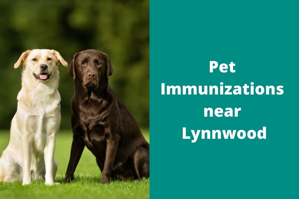 Pet Immunizations Near Lynnwood Brier Veterinary Hospital