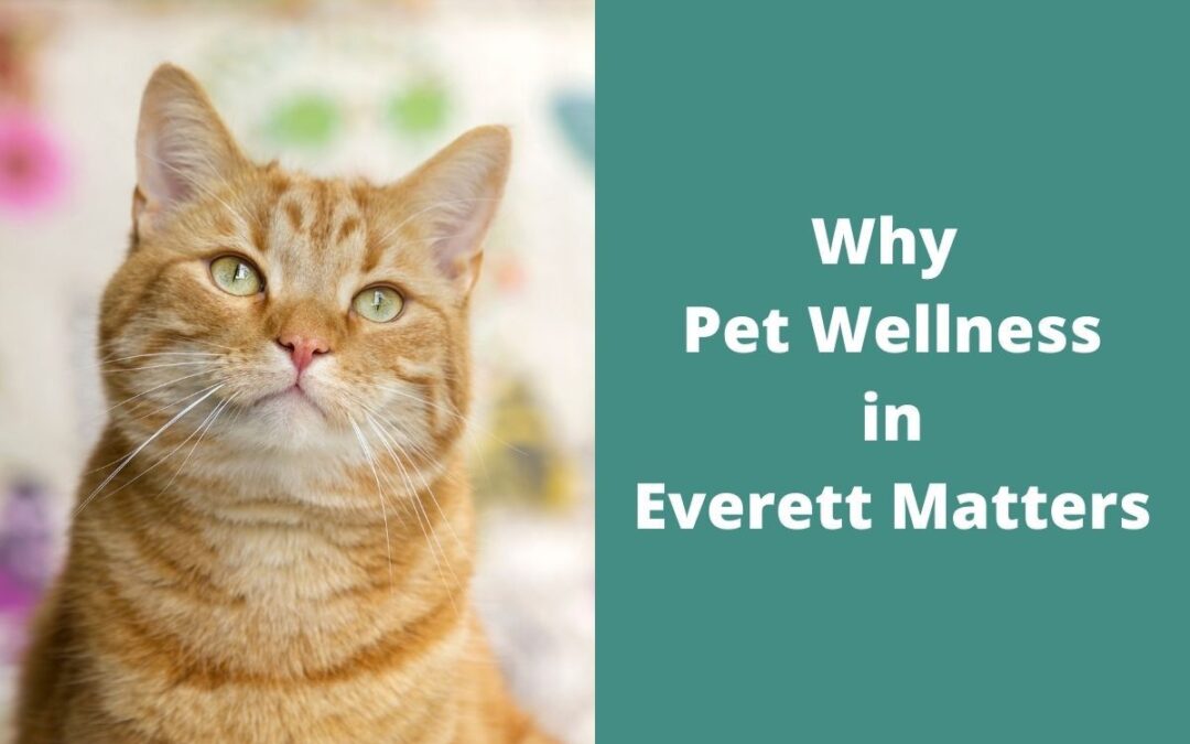 Why Pet Wellness in Everett Matters Image