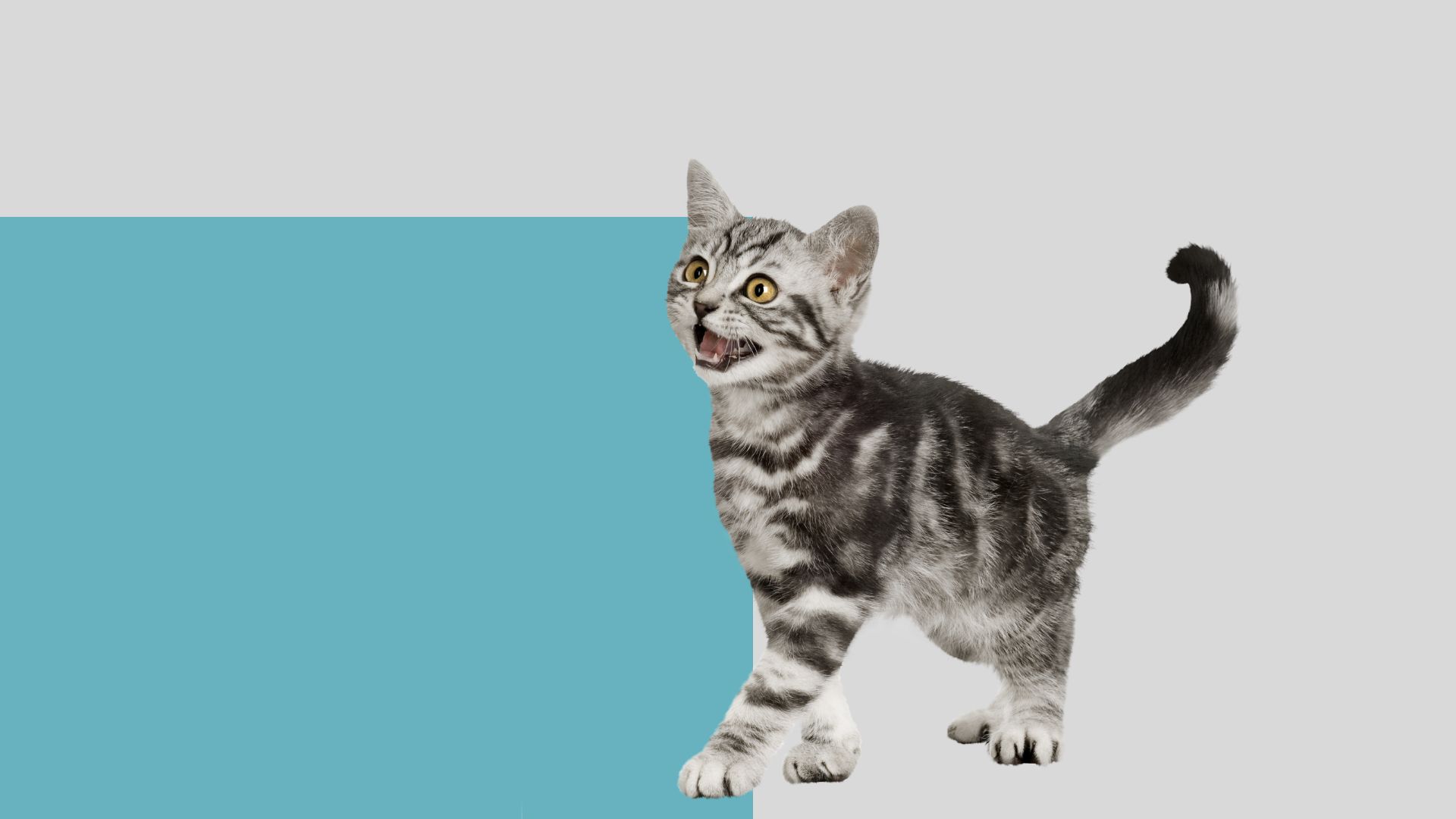 Brier Veterinary Hospital Patient Gallery Vet Clinic In Mountlake