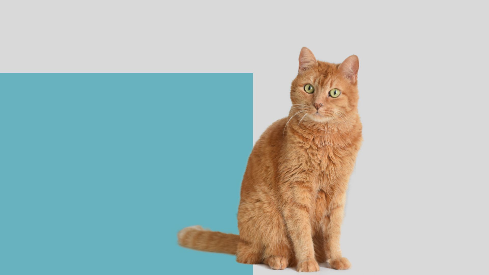 Veterinarian Reviews In Mountlake Terrace, WA Brier Veterinary Hospital