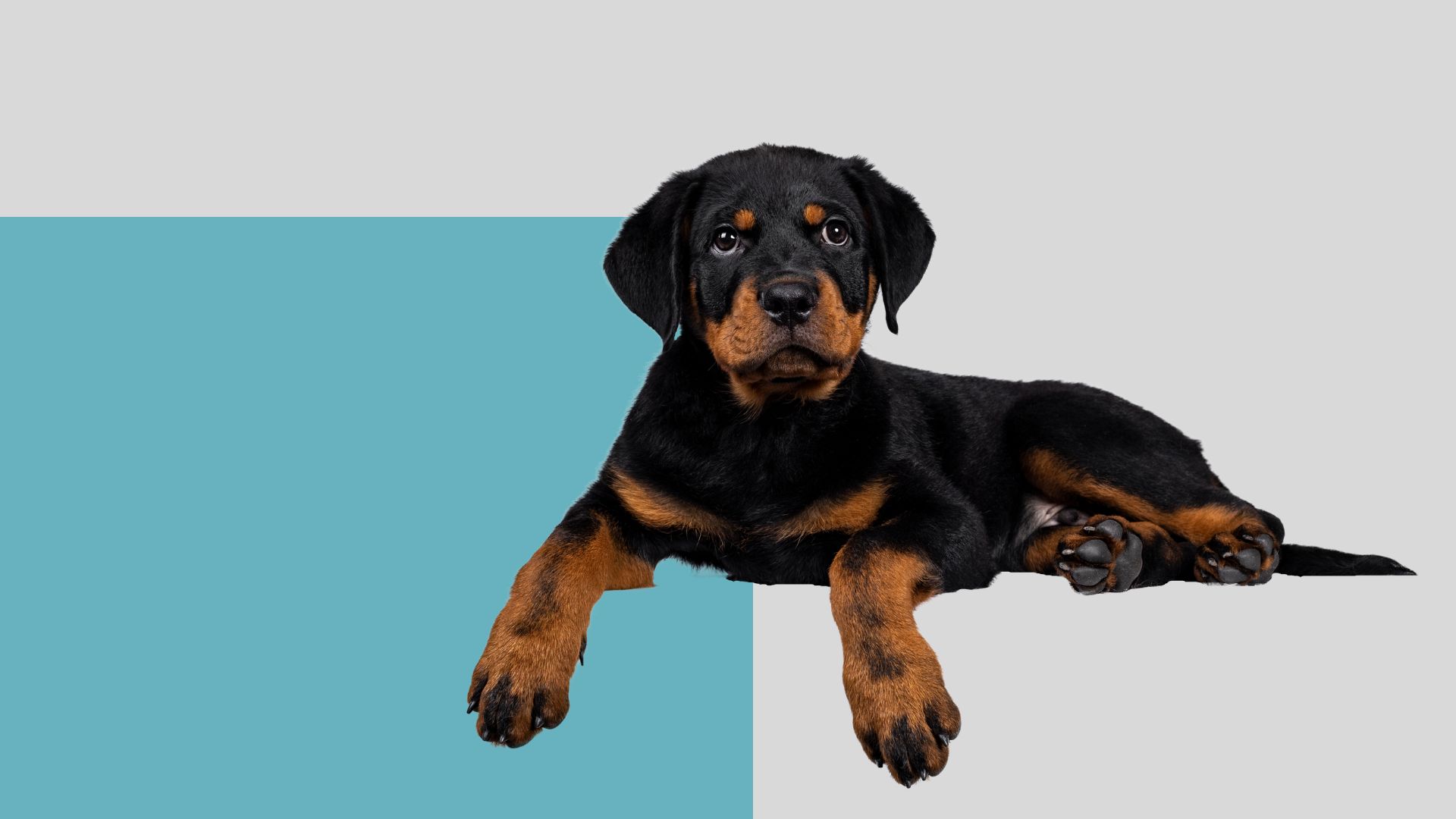 Veterinarian In Mountlake Terrace, WA Brier Veterinary Hospital