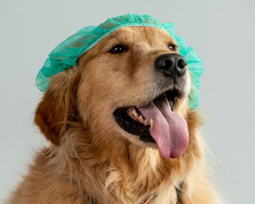 dog wearing surgery cap