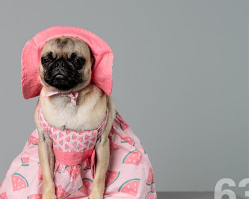 pug wearing dress