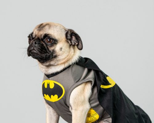 pug wearing batman costume