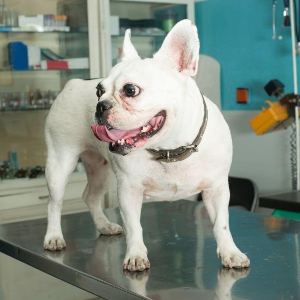 A white French bulldog is perched on a table