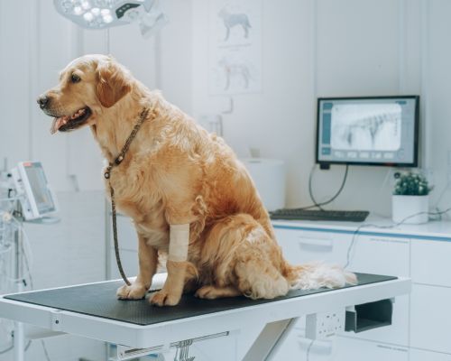 A dog perched on a table in a veterinary clinic