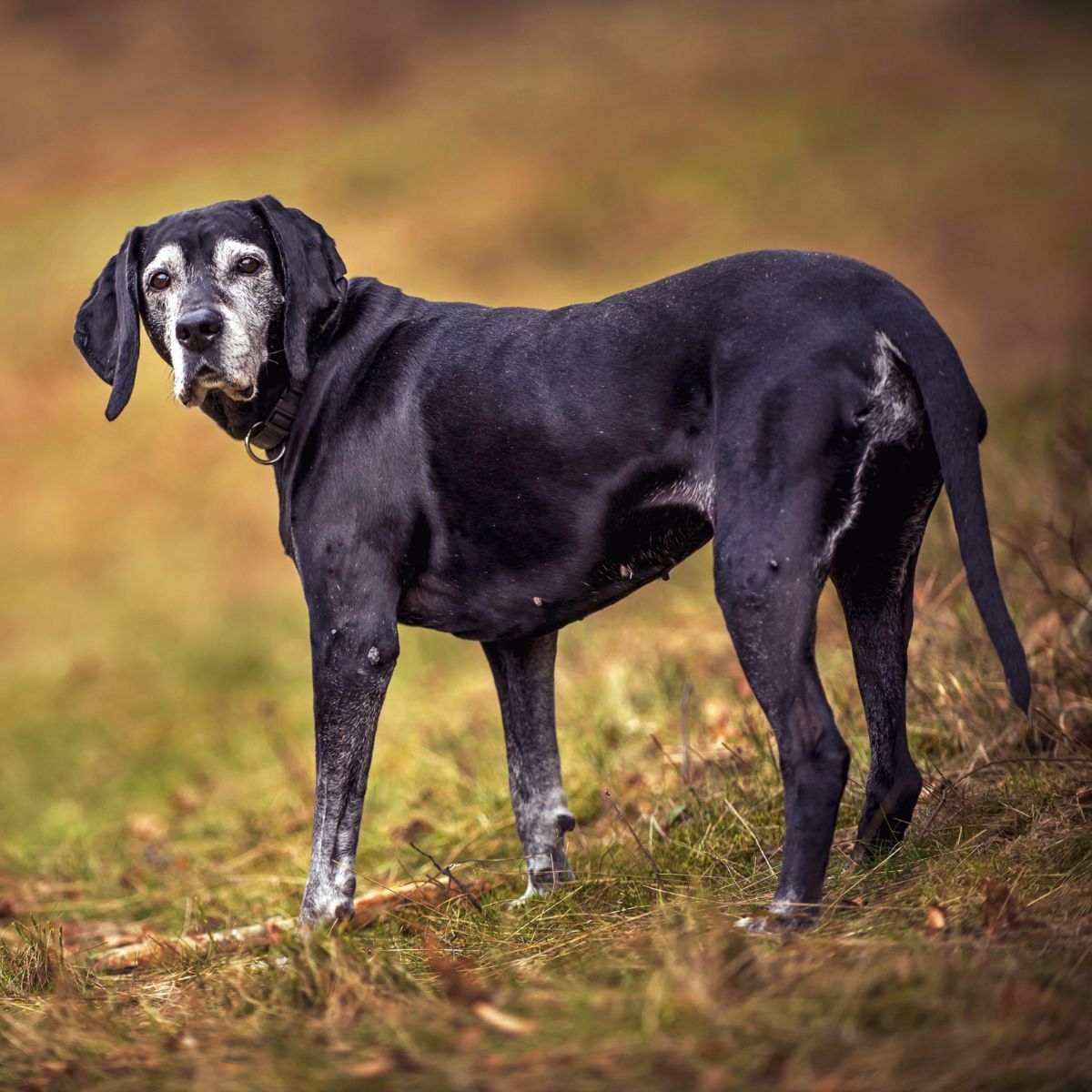 Pet Senior & Hospice Care A black dog stands in lush green grass