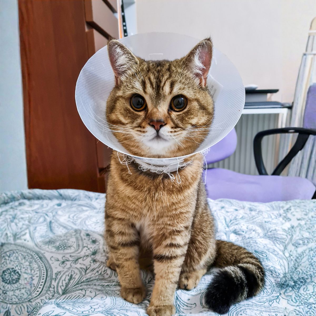 Pet Soft Tissue Surgery Cat with E-Collar after surgery