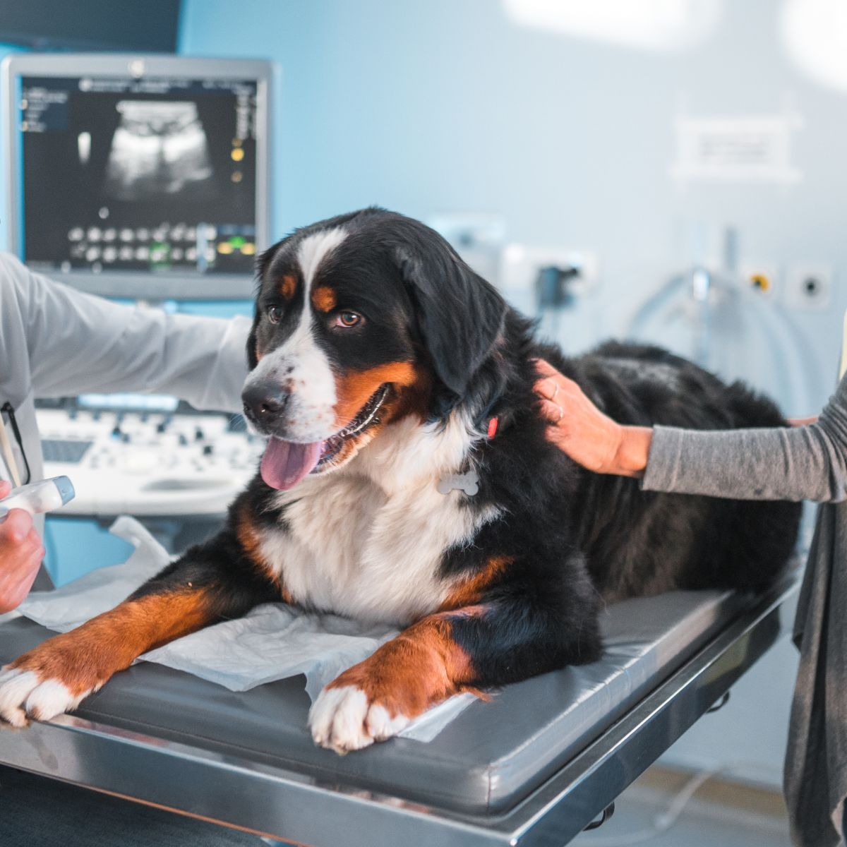 A vet conducts an ultrasound exam on a dog
