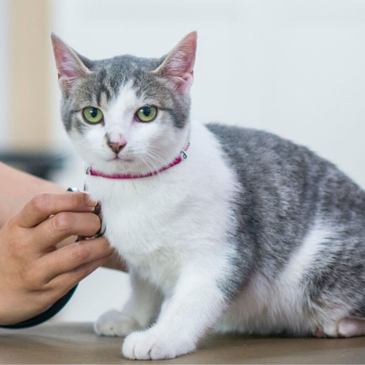 Pet Wellness & Preventative Care A cat is being examined by a veterinarian